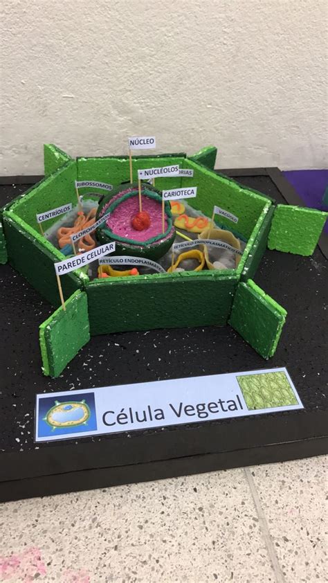 Maquete Célula Vegetal Com Organelas Identificadas Cggjr Célula