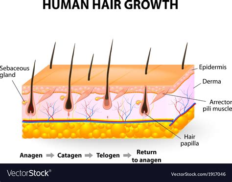 Human hair growth Royalty Free Vector Image - VectorStock