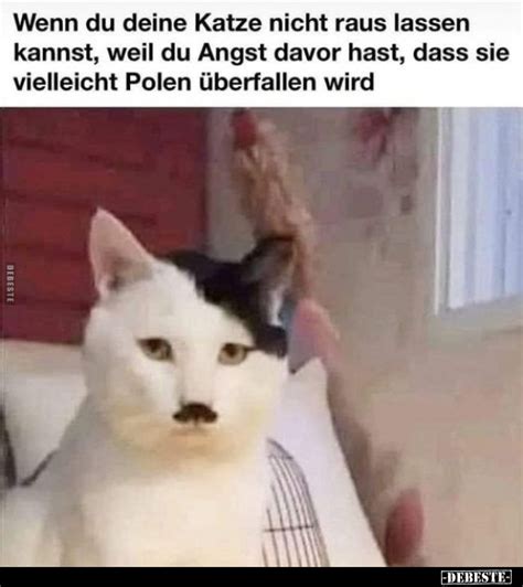 Wenn Du Deine Katze Nicht Raus Lassen Kannst Weil Du Angst Davor Hast