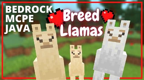 How To Breed Llamas In Minecraft Java Bedrock And Mcpe Youtube