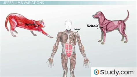 Homologous Structures Definition Examples And Evolution Lesson