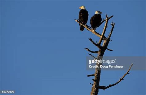 583 Endowments Stock Photos High Res Pictures And Images Getty Images