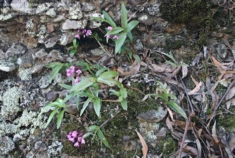 Plantfiles Pictures Species Orchid Natural Hybrid Orchid Pink Rock