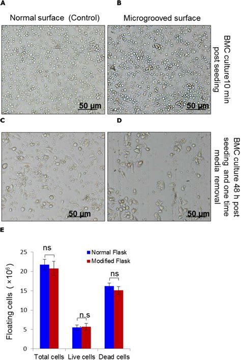 Bone Marrow Cells Culture