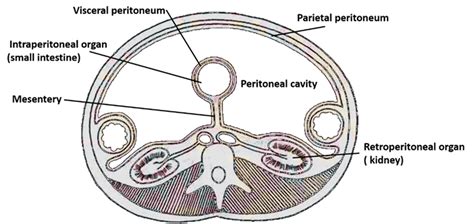 Peritoneum And Peritoneal Cavity Anatomy Qa