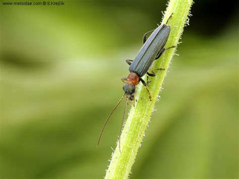 Meloidae — Oedemeridae0049