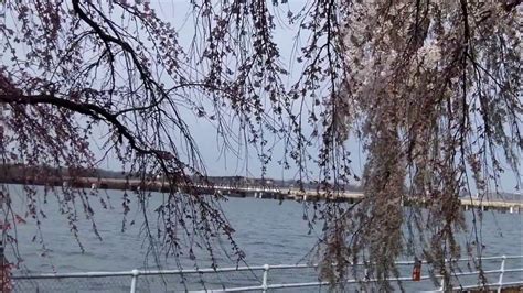 Cherry Blossom 2016 At Hains Point Washington Dc 3232016 Youtube