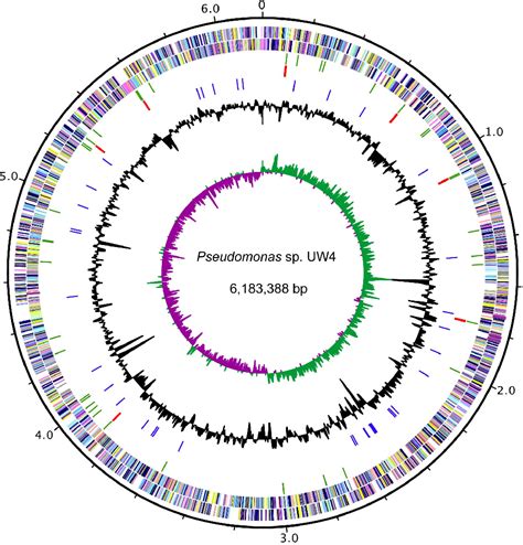 Figure 1 From The Complete Genome Sequence Of The Plant Growth Promoting Bacterium Pseudomonas