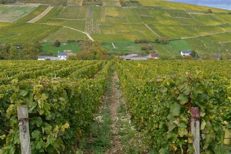 Exclusive Wine Tour In Sancerre And Pouilly Fumé From Paris