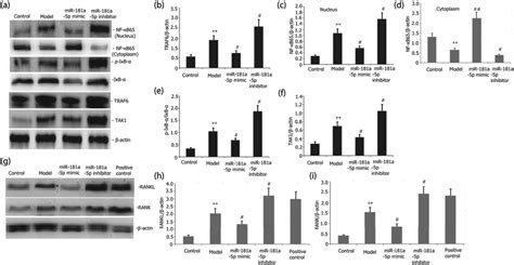 Effects Of MiR 181a 5p Mimic On The TRAF6 NF KB IkB And RANKL RANK