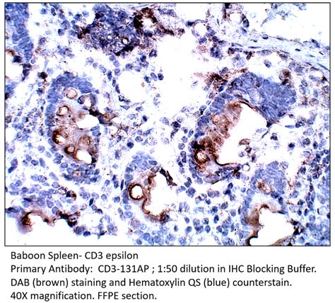 CD3 epsilon Antibody CD3-131AP | FabGennix