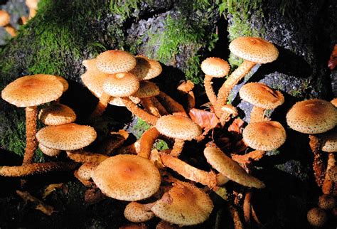 Pilze Wald Pilz Kostenloses Foto Auf Pixabay Pixabay