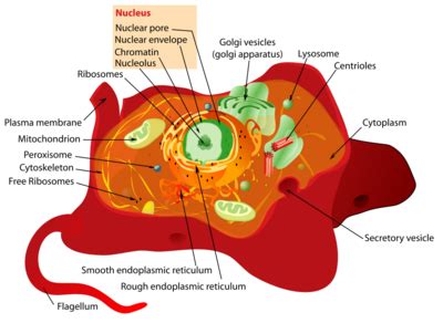 Eukaryote Creationwiki The Encyclopedia Of Creation Science