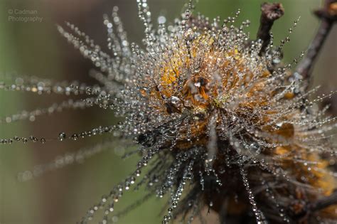 Caterpillar Macro Wireless Hill 22 08 15 001 Peter Caddy Flickr