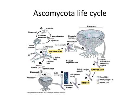 Ascomycota Life Cycle