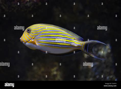 Bandas azul Pez Cirujano Acanthurus lineatus también conocido como