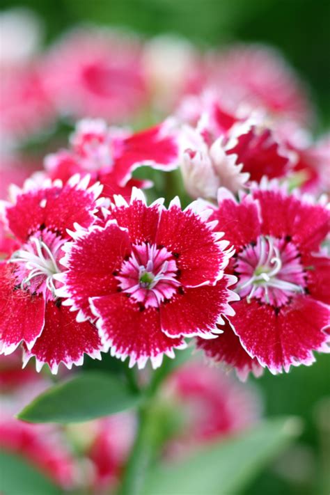 The Amazing Beauty Of Dianthus How To Plant And Grow Dianthus Flowers