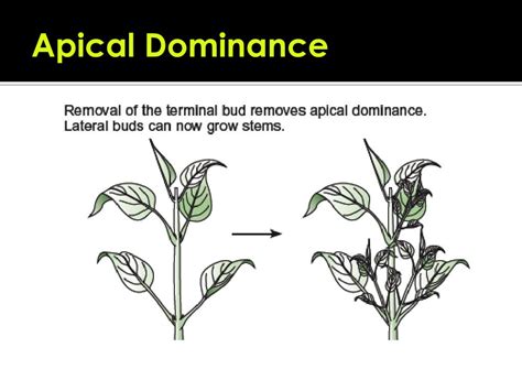 What Is Apical Dominance In Plants - Design Talk