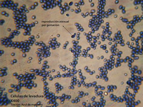 CIENCIAS NATURALES 1 OJA OBSERVACIÓN DE LEVADURAS