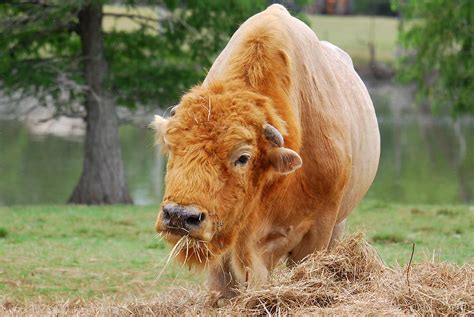 Red Buffalo Photograph by Teresa Blanton