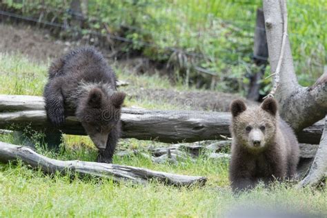 Cute Baby Brown Bears Brothers In A Green Field In A Meadow Stock Photo