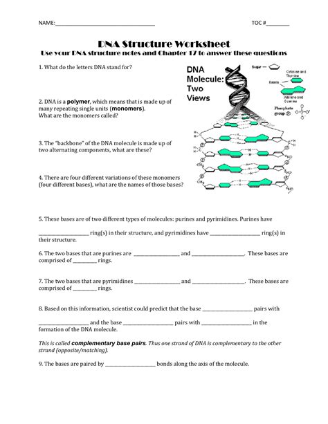 Worksheet Discovery And Structure Of Dna