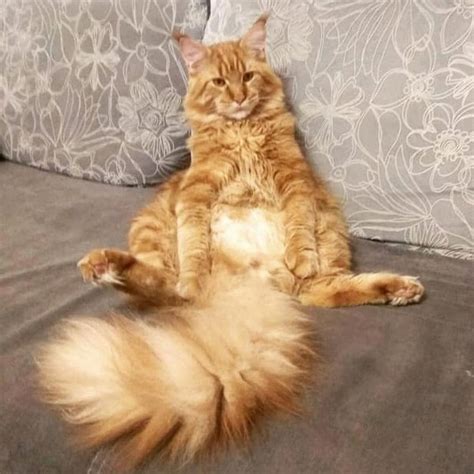 How To Tell The Sex Of A Kitten Tips Tricks The Goody Pet