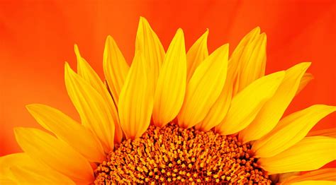 Sunflower Flower Petals Leaves Yellow Macro HD Wallpaper Peakpx