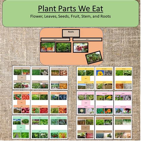 Plants We Eat Science Parts Of A Plant Montessori Made By Teachers