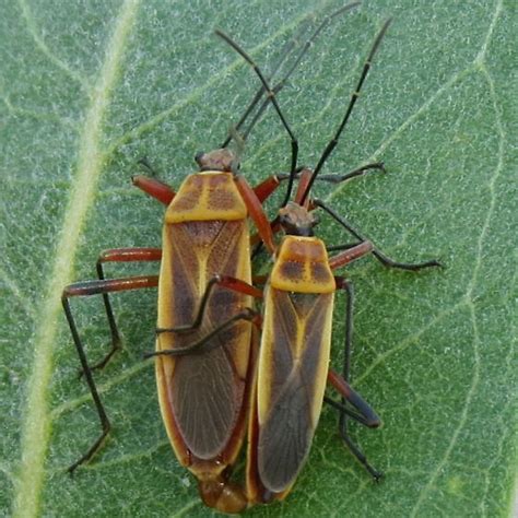 Bugs Mating On Milkweed Stenomacra Marginella Bugguide