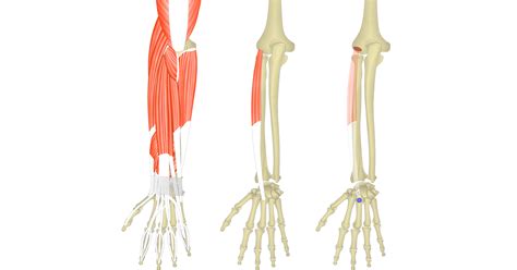 Extensor Carpi Radialis Brevis Muscle Getbodysmart