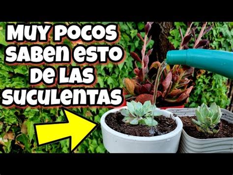 Descubre La Belleza De Las Plantas Suculentas Y Cactus Geob En Tu Hogar