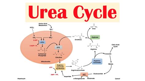 Diagram Of Urea Cycle