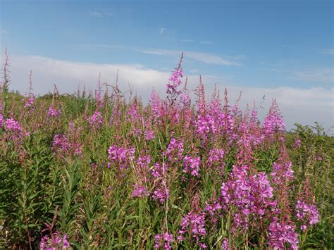From the Silicon to the Tanana Valley: Fireweed! Fireweed! Fireweed!