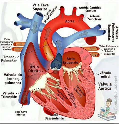 Sistema Vascular Pesquisa Google In 2024 Vets Vascular