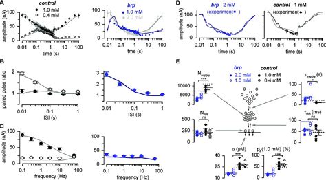 Mechanisms Of Short Term Plasticity At Neuromuscular Active Zones Of