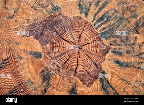 Tree Trunk Cross Section Stock Photo Alamy