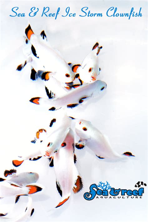 Ice Storm Clownfish Pair – Manhattan Aquariums