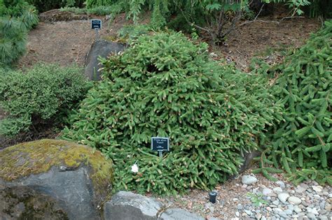 Spruce Norway Dwarf Pusch Campbells Nursery