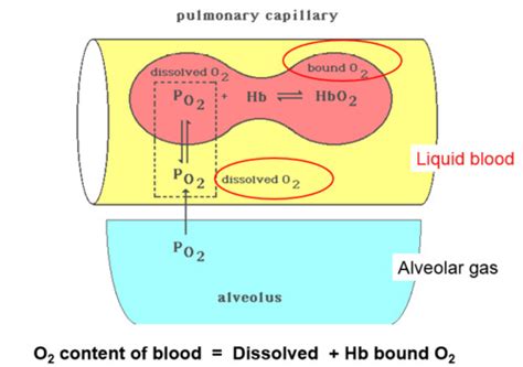 Cv R Oxygen And Carbon Dioxide Transport Flashcards Quizlet