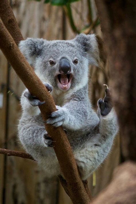 No Seriously They Are Vicious Gorgeous But Scary When Angry Koala