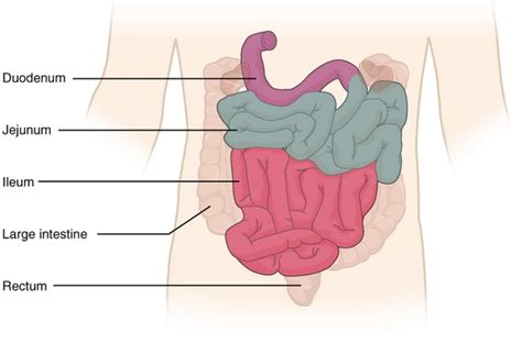 Small Intestine Pathology Structure Duodenum Jejunum Ileum