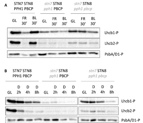 Figure From The Kinase State Transition Phosphorylates Light