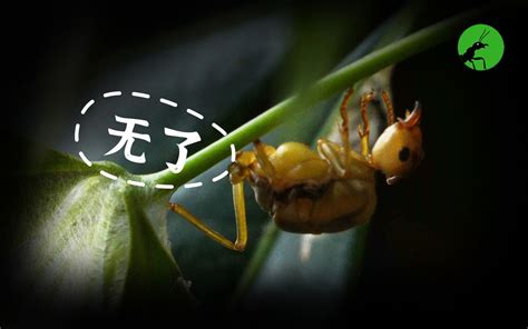 蚁后的100种死法 阿韬ants 阿韬ants 哔哩哔哩视频