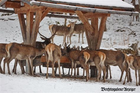 Wildf Tterung Im Klausbachtal Fotos Bilder Bildergalerien Aus Dem