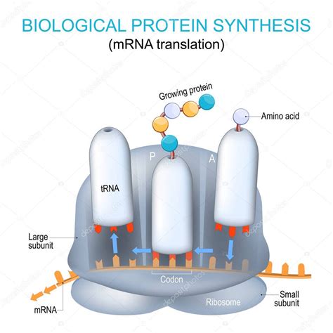 Estructura Y Anatom A Del Ribosoma S Ntesis De Prote Nas Biol Gicas