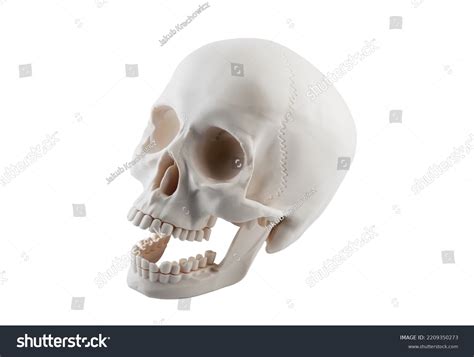 Human Skull Open Jaw Isolated On Stock Photo 2209350273 | Shutterstock