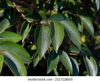 Branch California Bay Laurel Leaves On Stock Photo 2117128655 ...