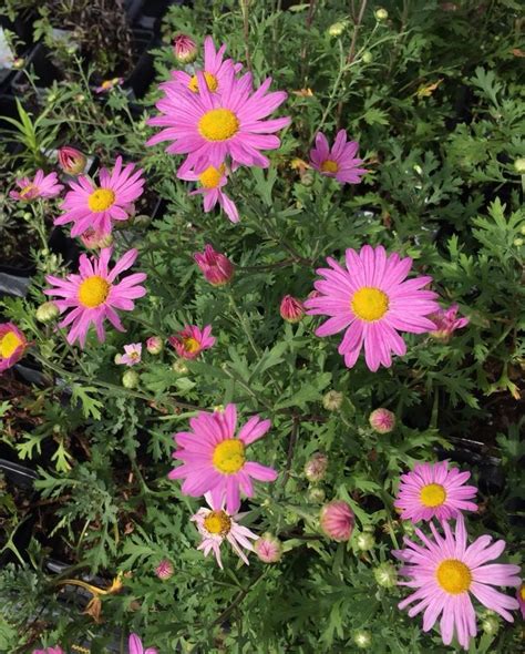 Clara Curtis Hardy Fall Mum Chrysanthemum Perennials