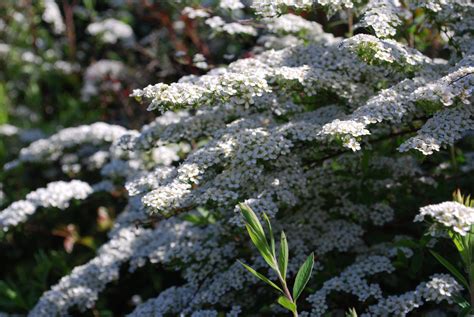 Spiraea Arguta. Garden Shrubs for Sale UK. Letsgoplanting.co.uk